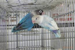 IN-4384　ボタンインコ　雄雌で