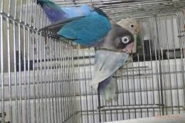 IN-4384　ボタンインコ　雄雌で