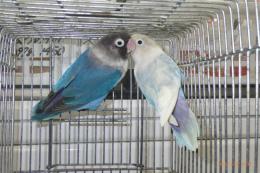 IN-4384　ボタンインコ　雄雌で