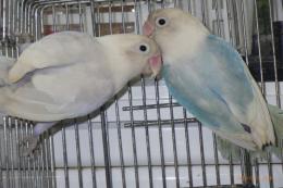 IN-4385　ボタンインコ　雄雌で