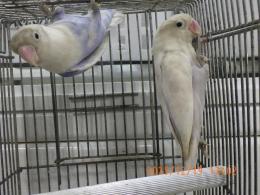 IN-4385　ボタンインコ　雄雌で