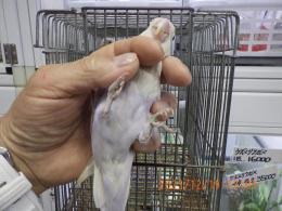 IN-4385　ボタンインコ　雄雌で