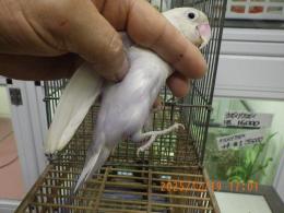 IN-4385　ボタンインコ　雄雌で