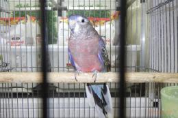 IN-4386　アキクサインコ・ブルーオパーリン?　雄