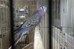 IN-4386　アキクサインコ・ブルーオパーリン?　雄