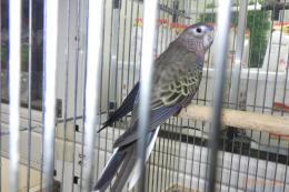 IN-4386　アキクサインコ・ブルーオパーリン?　雄