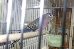 IN-4386　アキクサインコ・ブルーオパーリン?　雄