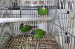 KOT-2811　ナンヨウセイコウチョウ　親物　♂