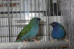 KOT-2812　チモールセイコウチョウ　親物ペア