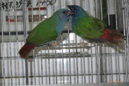 KOT-2812　チモールセイコウチョウ　親物ペア