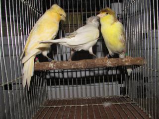 KOT-1871　梵天カナリヤのメス　15年当歳鳥(残り1羽1月29日転記)