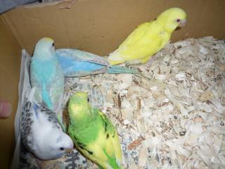 IN-1663 国産セキセイインコの雛・若鳥に変更 | キットウココ