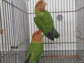 In 21 コザクラインコ オパーリンのオスメスで キットウココ ペット部