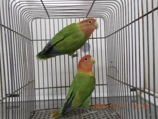 In 21 コザクラインコ オパーリンのオスメスで キットウココ ペット部