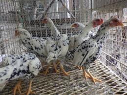 TA-978　25年生　碁石の小軍鶏　雄雌で