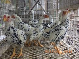 TA-978　25年生　碁石の小軍鶏　雄雌で