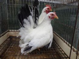 TA-979　25年生　チャボ・桂種　雄雌で