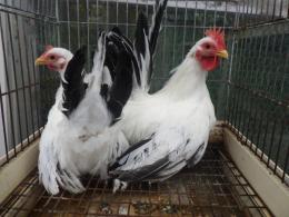 TA-979　25年生　チャボ・桂種　雄雌で