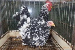 TA-980　チャボ　碁石種　雄雌で