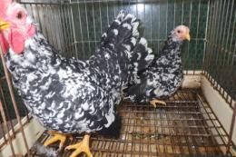 TA-980　チャボ　碁石種　雄雌で