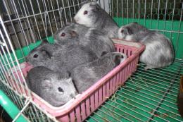 US-736　イングリッシュモルモット　　シルバー色