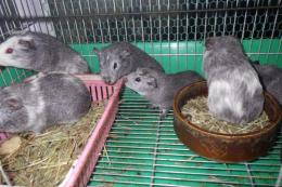 US-736　イングリッシュモルモット　　シルバー色