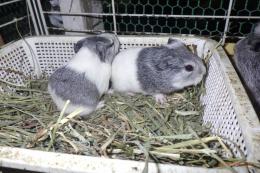 US-737　シェルティーモルモット。女の子