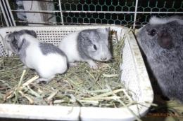 US-737　シェルティーモルモット。女の子