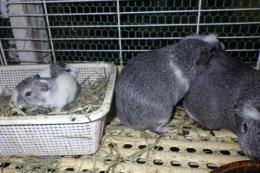 US-737　シェルティーモルモット。女の子