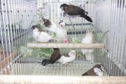 KOT-2813　梵天ジュウシマツ　雄雌で