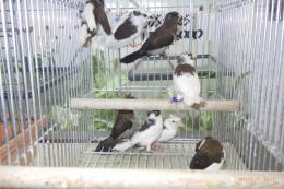 KOT-2813　梵天ジュウシマツ　雄雌で