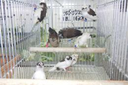 KOT-2813　梵天ジュウシマツ　雄雌で