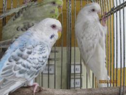 In 3530 赤目のファローセキセイインコ 1 2の3羽で キットウココ ペット部