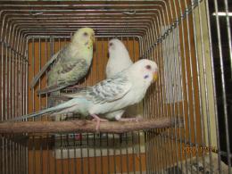 IN-3530 赤目のファローセキセイインコ♂1♀2の3羽で