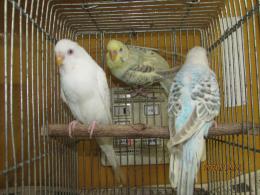 In 3530 赤目のファローセキセイインコ 1 2の3羽で キットウココ ペット部