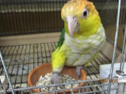 IN-3532　EU輸入鳥　シロハラインコ