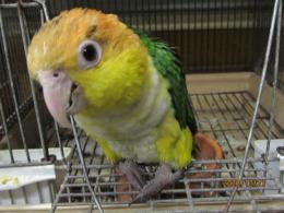 IN-3532　EU輸入鳥　シロハラインコ