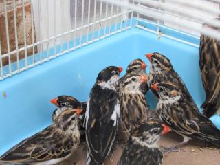 ぺこ　イイチョウシ　2本 鳥籠 HOEI セキセイインコ文鳥などの小鳥飼育スターターセット