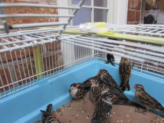 ぺこ　イイチョウシ　2本 鳥籠 HOEI セキセイインコ文鳥などの小鳥飼育スターターセット