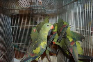 オグロインコの剥製 オグロインコの剥製