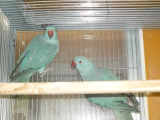 In 1650 国産13年生若のワカケホンセイインコ ブルー雄雌で キットウココ ペット部