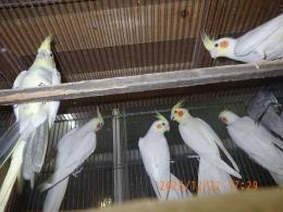 オカメインコ rsmart_0762177820286-p