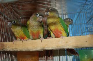 IN-739 ワキコガネアカオウロコインコの一人餌 1羽の価格 