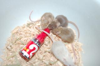 Us 375 1色のハツカネズミ 雌1匹で キットウココ ペット部