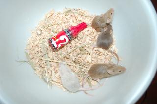 Us 375 1色のハツカネズミ 雌1匹で キットウココ ペット部