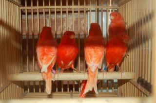 Kot 719 国産赤カナリヤ 雄 1羽の価格 キットウココ ペット部 Kot 719 国産赤カナリヤ 雄 1羽の価格 キットウココ ペット部