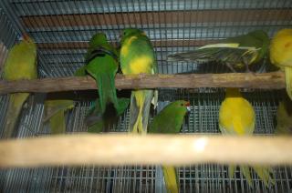 In 742 キガシラアオハシインコのノーマルとライトグリーン系 2羽での価格 キットウココ ペット部