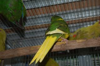 In 742 キガシラアオハシインコのノーマルとライトグリーン系 2羽での価格 キットウココ ペット部