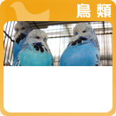 鳥