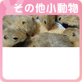 その他小動物